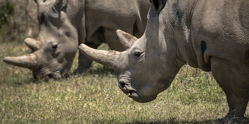 Le ultime due femmine di rinoceronte bianco settentrionale, Fatu, a destra, e Najin, a sinistra, il 23 agosto 2019 all'Ol Pejeta Conservancy, in Kenya (AP Photo/Ben Curtis)