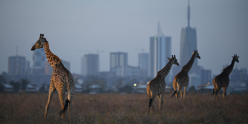 Giraffe masai, Giraffa tippelskirchi, vicino a Nairobi, in Kenya, il 13 marzo 2019 (Stuart Franklin/Getty Images)