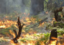 Ci sono incendi che fanno bene alle foreste
