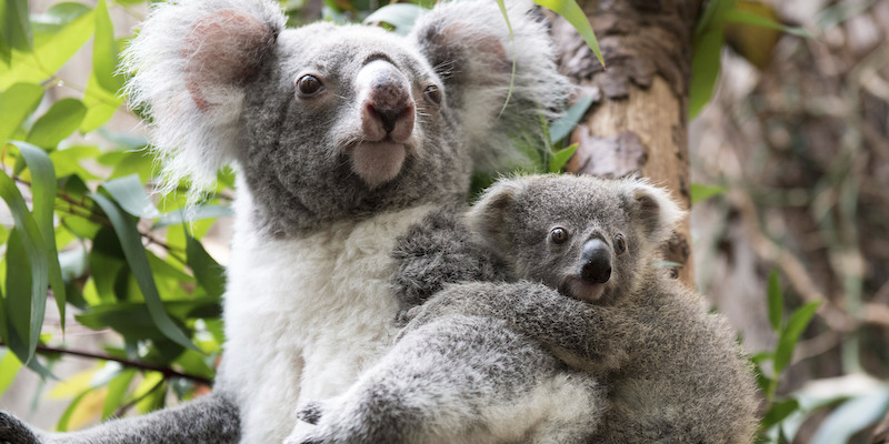 Koala nello zoo di Duisburg, in Germania, il 26 luglio 2017: una dieta di sole foglie di eucalipto potrebbe rivelarsi poco vantaggiosa a livello evoluzionistico nei prossimi secoli (Marius Becker/picture-alliance/dpa/AP Images)