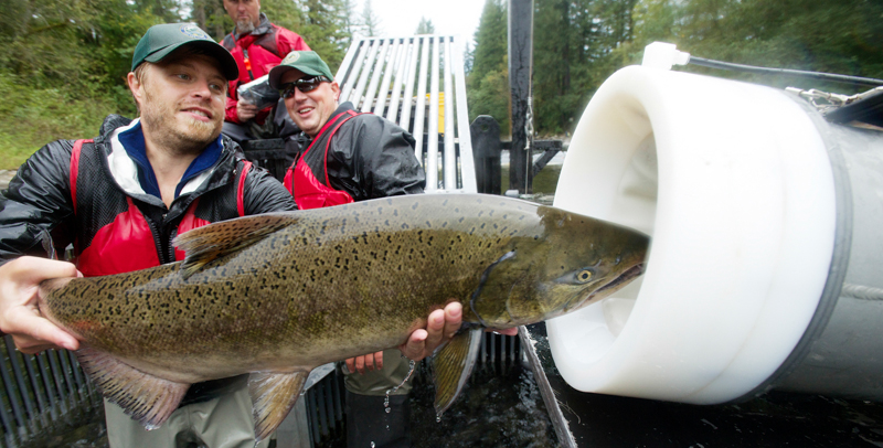 Un salmone inserito in un tubo Whooshh nello stato di Washington. (AP Photo/The Columbian, Steven Lane)