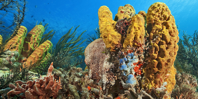 Spugne in una barriera corallina (F. Schneider/picture-alliance/dpa/AP Images)