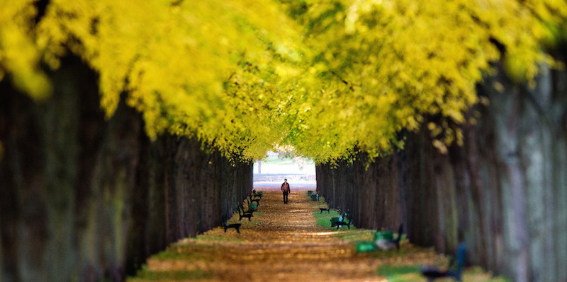 Una strada a Hannover, in Germania, 23 ottobre 2015.
(Julian Stratenschulte/picture-alliance/dpa/AP Images)