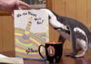 Un vero pinguino ha fatto un breve “stage” nella casa editrice Penguin Random House (per finta)
