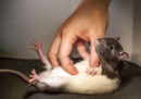 La ricerca che ha insegnato ai ratti a giocare a nascondino