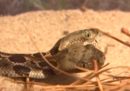 Negli Stati Uniti hanno trovato un raro serpente con due teste