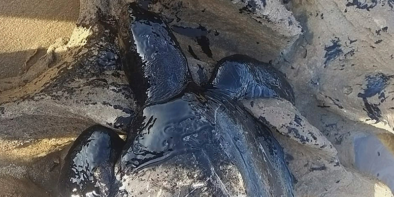 Una tartaruga trovata ricoperta di petrolio a inizio settembre nella zona di Fortaleza, Brasile (Instituto Verdeluz via AP)