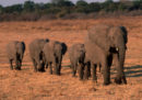 Negli ultimi due mesi in Zimbabwe almeno 55 elefanti sono morti a causa della siccità