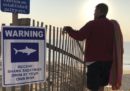 Cape Cod non sa come tenere lontani gli squali