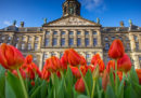 L'indagine sui tulipani che non sbocciano, nei Paesi Bassi