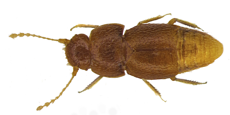 In this undated photo issued by Entomologist’s Monthly Magazine, showing the new species of beetle Nelloptodes gretae, named after Swedish environmental campaigner Greta Thunberg. The scientific paper written by Michael Darby is published in Entomologist’s Monthly Magazine Friday Oct. 25, 2019, describes and names the new species of beetle Nelloptodes gretae that measures about one Millimetre (0.04 inch) long. (Michael Darby/Entomologist’s Monthly Magazine via AP)