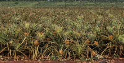 Come sono fatte le piante delle cose che mangiamo