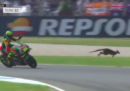 Un canguro ha tagliato la strada ad Andrea Iannone durante le prove della MotoGP