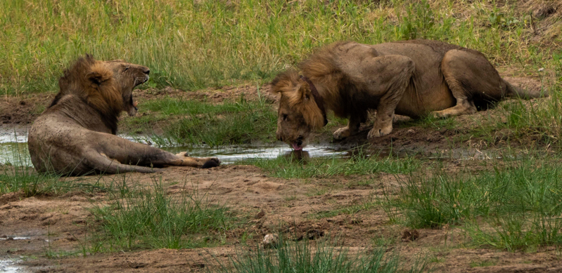 Due leoni nel Tarangire National Park. (AP Photo/Jerome Delay)