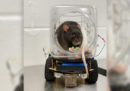 La ricerca che ha insegnato a guidare ai ratti