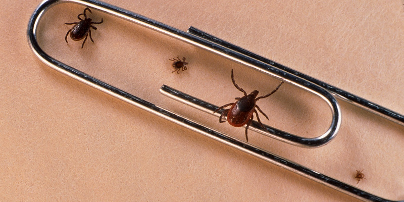 Zecche portatrici della malattia di Lyme, nei loro vari stadi di crescita (Getty Images)