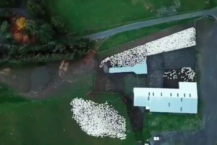 Il video di pecore che non vi aspettavate questo sabato sera