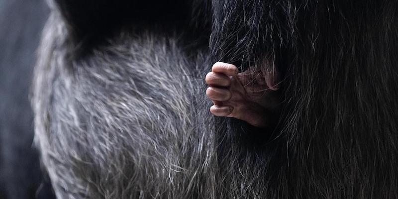 La mano di un cucciolo di scimpanzé tenuto dalla madre allo zoo di Basilea, Svizzera
(EPA/GEORGIOS KEFALAS/ansa)