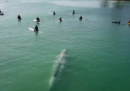 Com'è fare surf con una balenottera azzurra in California