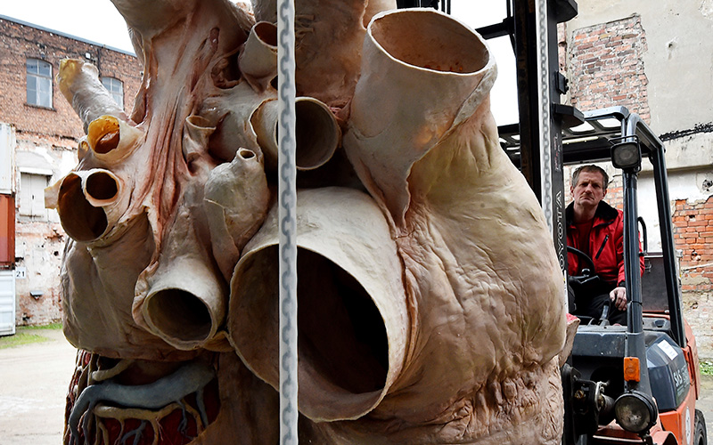 Un cuore di balenottera azzurra, sottoposto a plastinazione per conservare i suoi tessuti, viene preparato per un'esposizione (Bernd Settnik/picture-alliance/dpa/AP Images)