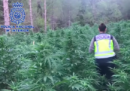 La polizia spagnola ha trovato un'enorme coltivazione di marijuana in un bosco in Aragona