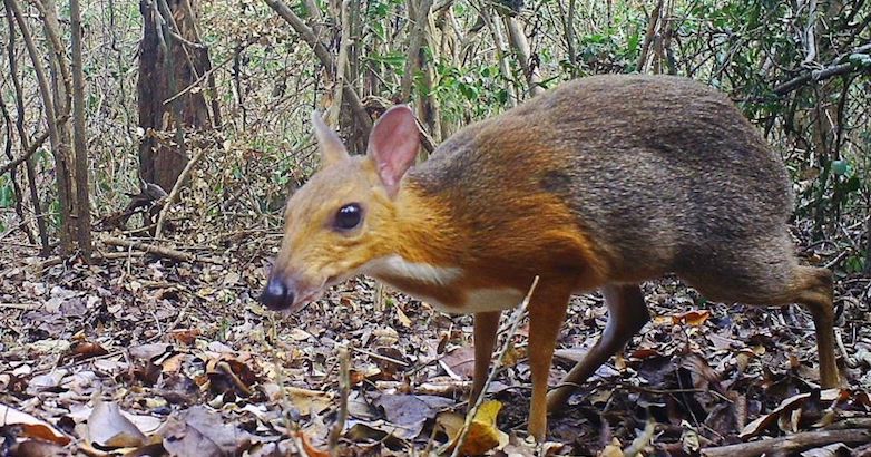 Il tragulo dal dorso argentato è stato avvistato in Vietnam dopo 30 anni