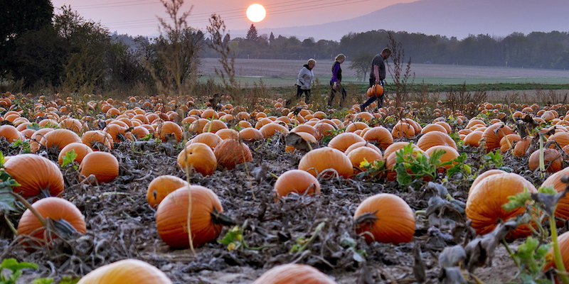 Un campo di zucche vicino a Francoforte, il 18 ottobre 2018 (AP Photo/Michael Probst)