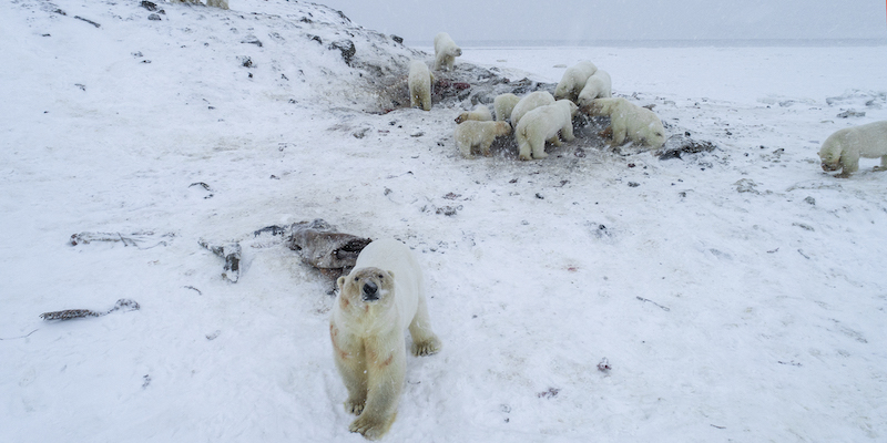C'è un'altra città russa invasa dagli orsi polari