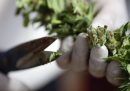 Cosa vuol dire la sentenza della Cassazione sulla coltivazione della cannabis
