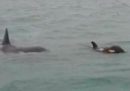 Sono state avvistate delle orche a Genova