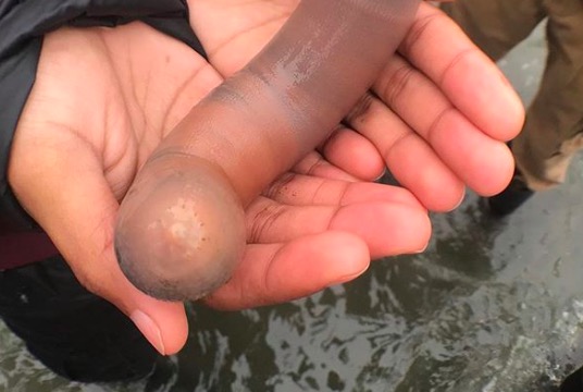 Una spiaggia della California si è riempita di “pesci pene”