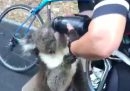 Il video di un koala che beve dalla borraccia di una ciclista per il gran caldo in Australia