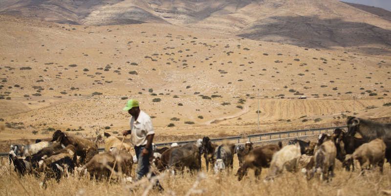 Un pastore al lavoro nella Valle del Giordano (Amir Levy/Getty Images)