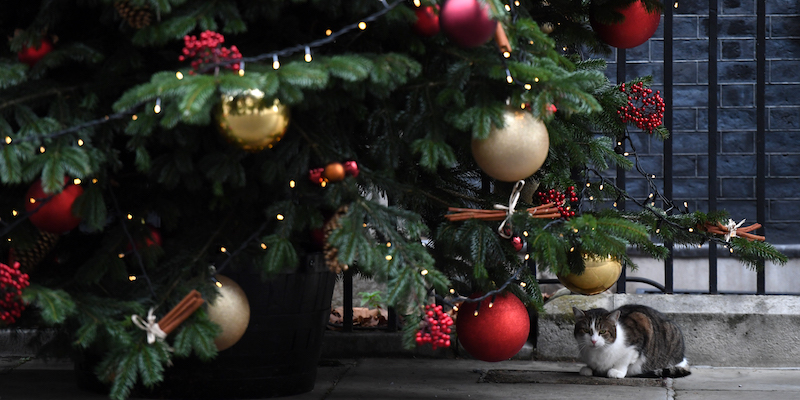 Larry, il gatto del 10 di Downing Street, la residenza del primo ministro britannico, sotto un albero di Natale, il 16 dicembre 2019 (Chris J Ratcliffe/Getty Images)