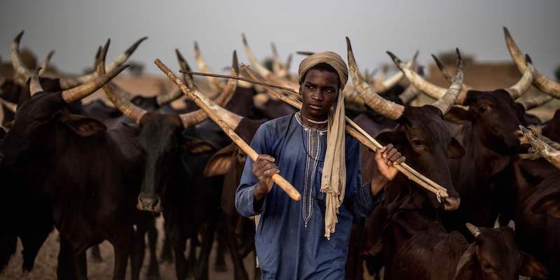 Un mandriano alla guida del bestiame – Bermo, Niger, 27 giugno
(Marco LONGARI/AFP/LaPresse)