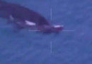 Il video dell'orca che non abbandona il suo cucciolo morto, a Genova
