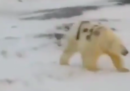 Il video di un orso polare con scritto sul mantello t-34, in Russia