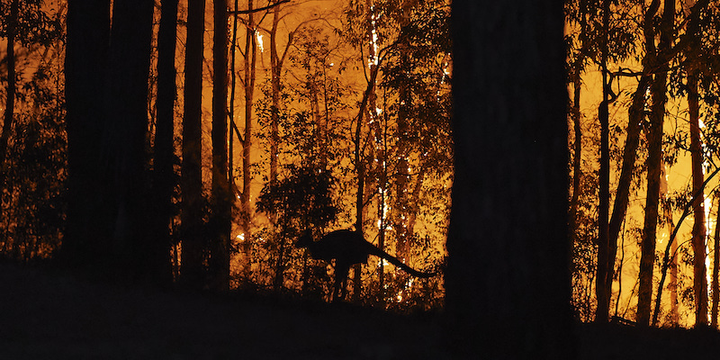 Un canguro in mezzo a un incendio a Colo Heights, Australia. (Brett Hemmings/Getty Images)