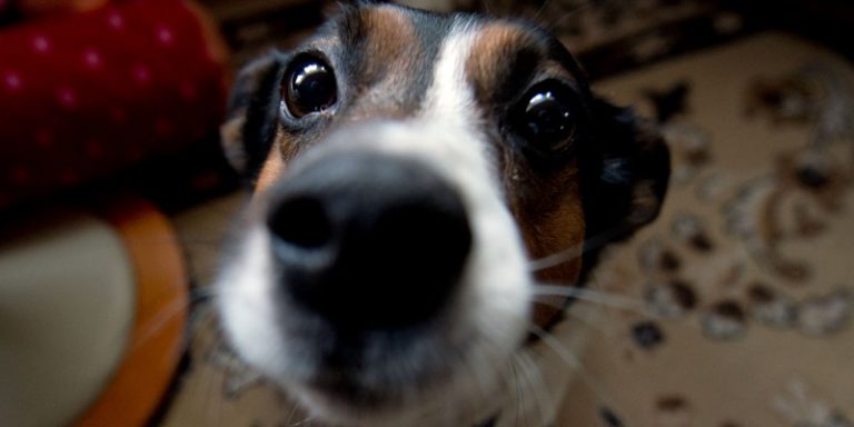 VSTARCAM Telecamera Interattiva Per Animali 720P Con Lanciagiochi – Rotazione 355°, Audio Bidirezionale, Visione Notturna, Rilevamento Movimento