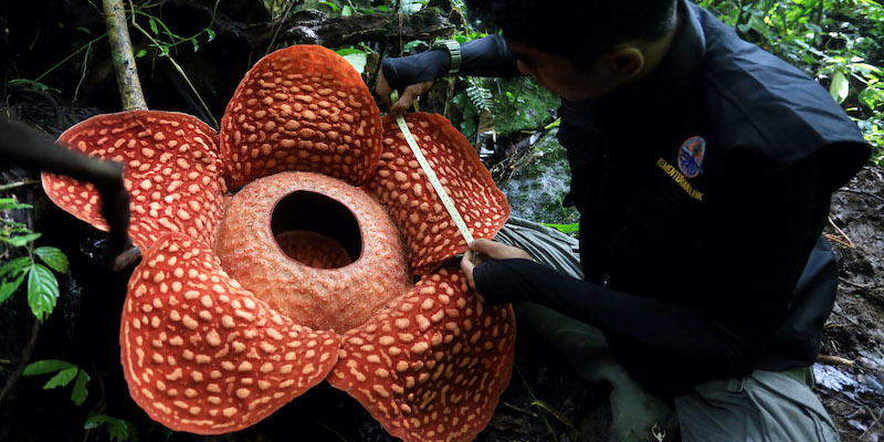 La misurazione di un fiore di Rafflesia tuan-mudae nella regione di Sumatra Occidentale, in Indonesia, il 31 dicembre 2019 (ANSA/Andri Mardiansyah/Xinhua via ZUMA Wire)