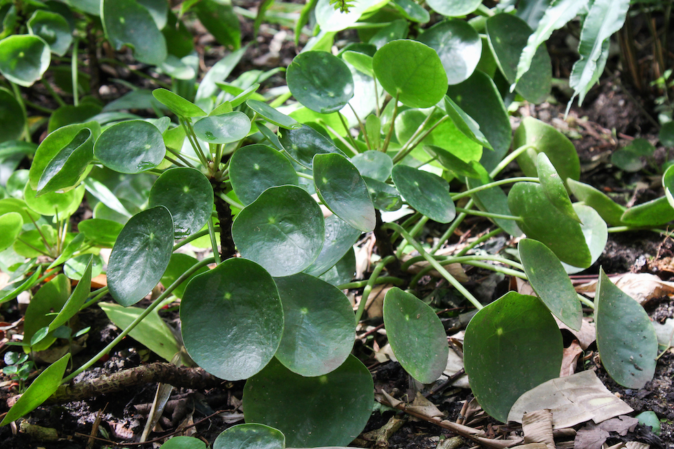 https://www.ilpost.it/wp-content/uploads/2020/02/Pilea_peperomioides.jpg