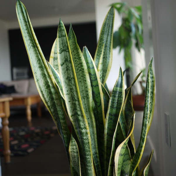 https://www.ilpost.it/wp-content/uploads/2020/02/Sansevieria.jpg