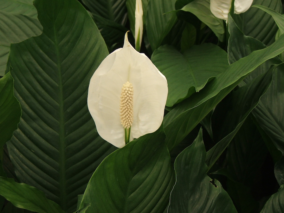 https://www.ilpost.it/wp-content/uploads/2020/02/Spathiphyllum.jpg