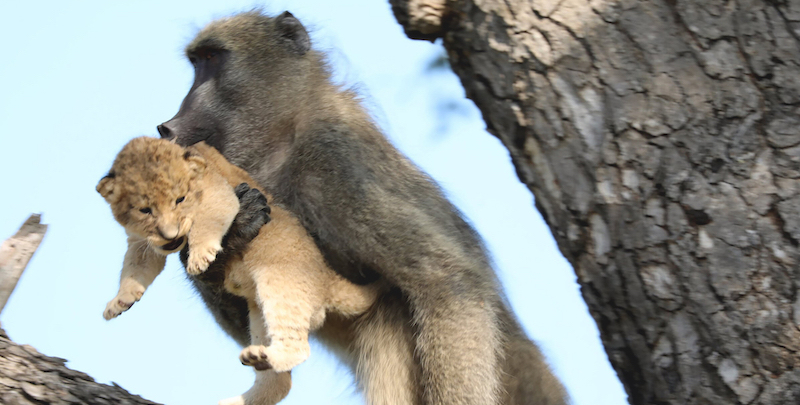 Un babbuino con un cucciolo di leone nel parco nazionale Kruger, Sudafrica
(Kurt Schultz via AP)