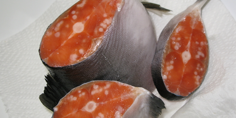 I puntini bianchi dentro questi pezzi di salmone sono parassiti del genere Henneguya (Wikimedia Commons)