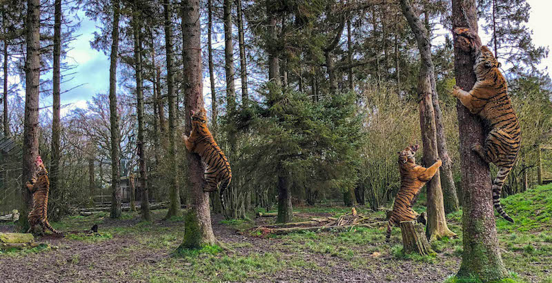 Quattro tigri si arrampicano sugli alberi per afferrare la loro colazione, della carne appositamente appesa dagli operatori dello zoo di Whipsnade, in Regno Unito
(COVER Images via ZUMA Press / ANSA)