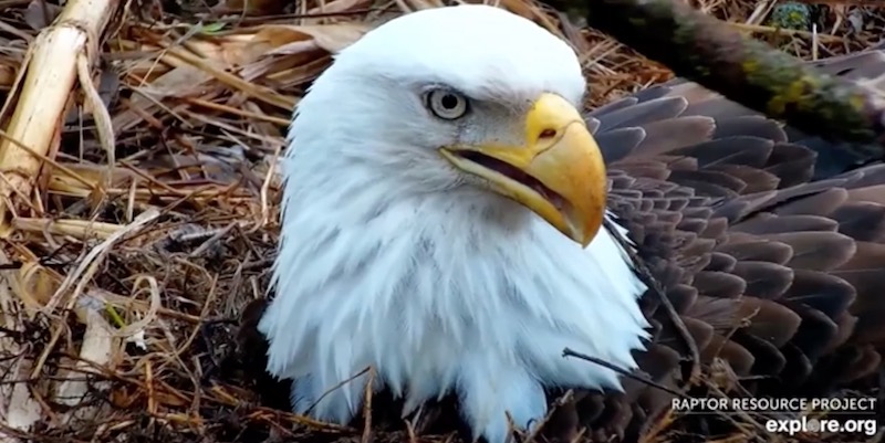 Un'aquila ripresa da una webcam a Decorah, in Iowa (Explore)