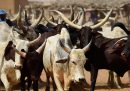 Il Ciad darà all'Angola 75mila capi di bestiame per ripagare un debito