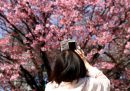 Le foto dei ciliegi in fiore in Giappone
