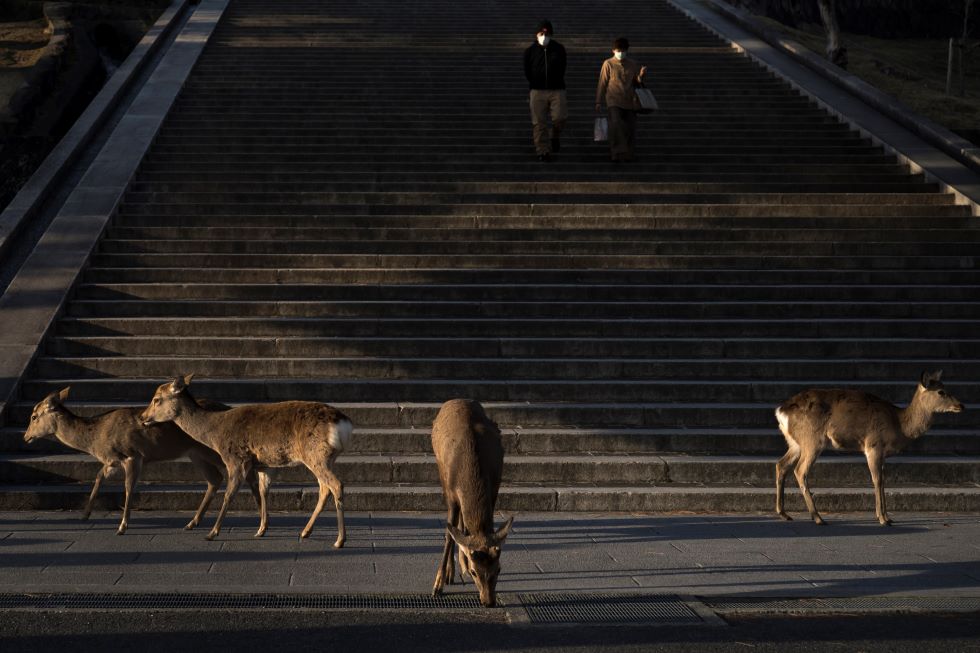 Nara, Giappone
